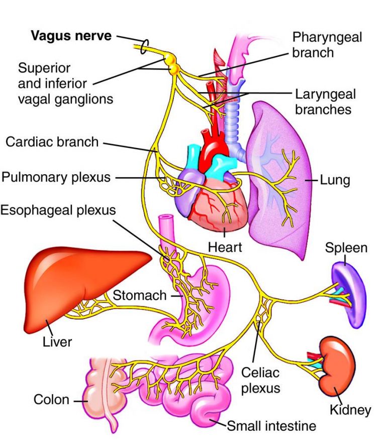 vagus-nerve-chiropractic-plus