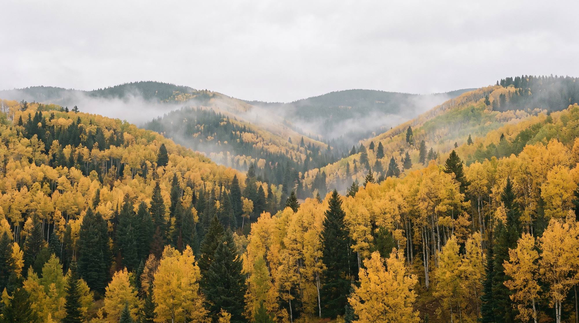 colorado foothills aspens